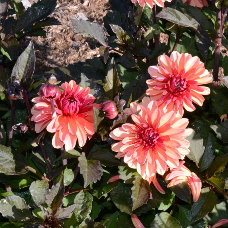 Dahlia décoratif nain Clemenvilla - Dahlia | Achat direct au producteur