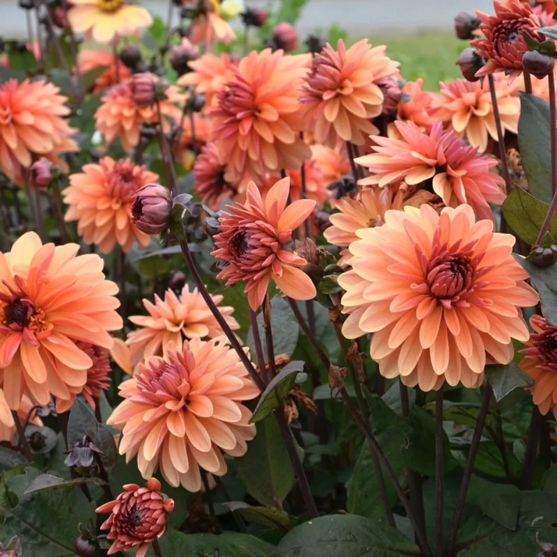 Dahlia décoratif nain Clemenvilla - Dahlia | Achat direct au producteur