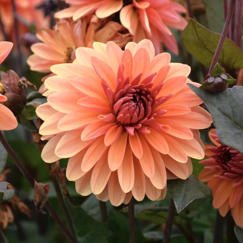 Dahlia décoratif nain Clemenvilla - Dahlia | Achat direct au producteur