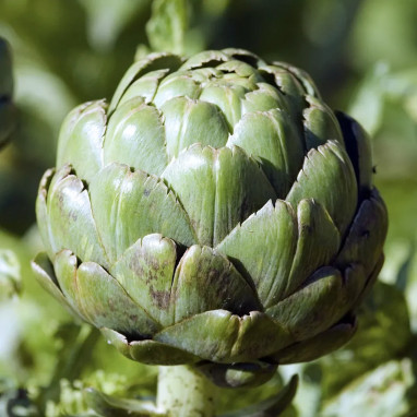 Artichaut 'Imperial Star' - Cynara | Achat direct au producteur