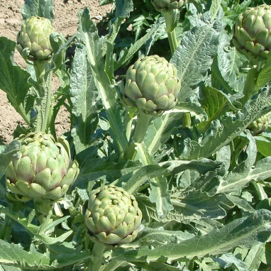 Artichaut Lancelot ® - Cynara | Achat direct au producteur
