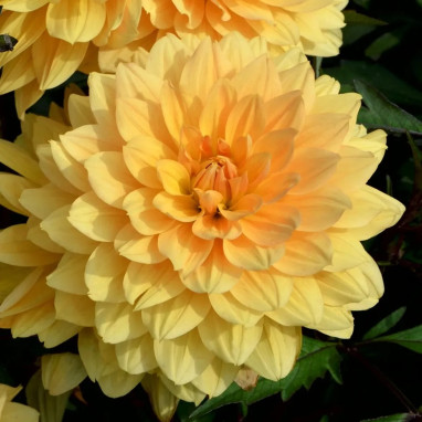 Dahlia décoratif nain 'L'Aubance' - Dahlia | Achat direct au producteur