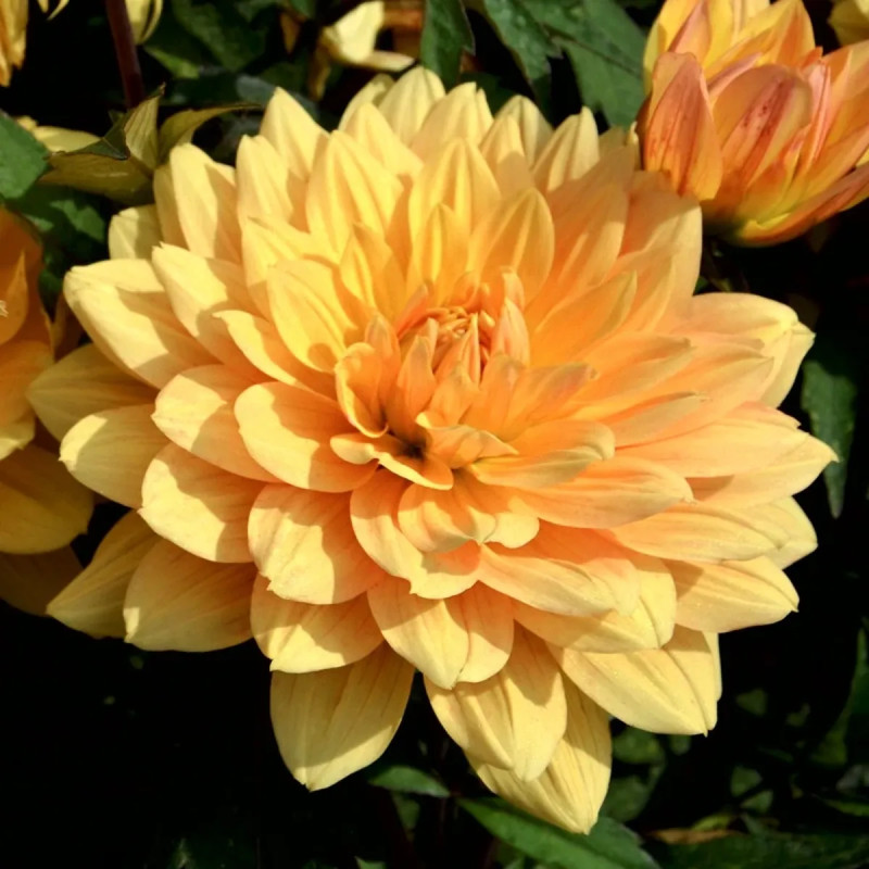 Dahlia décoratif nain 'L'Aubance' - Dahlia | Achat direct au producteur