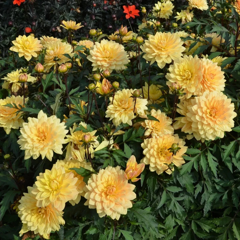 Dahlia décoratif nain 'L'Aubance' - Dahlia | Achat direct au producteur