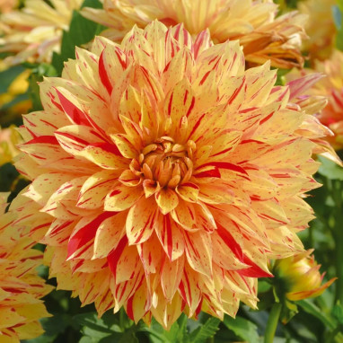 Dahlia décoratif nain 'Janeiro' - Dahlia | Achat direct au producteur