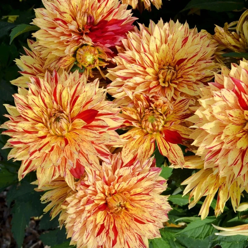 Dahlia décoratif nain 'Janeiro' - Dahlia | Achat direct au producteur