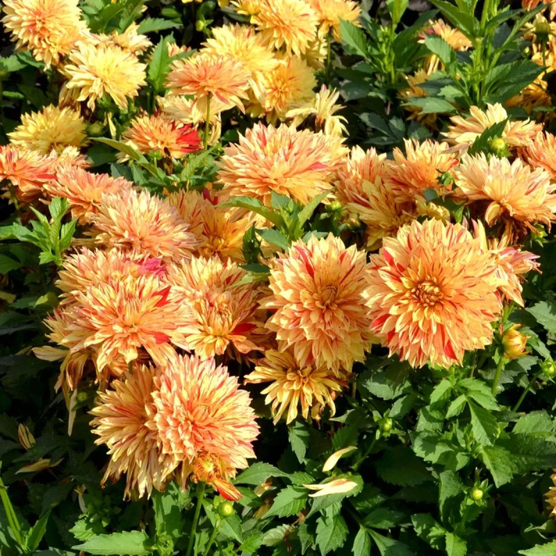 Dahlia décoratif nain 'Janeiro' - Dahlia | Achat direct au producteur