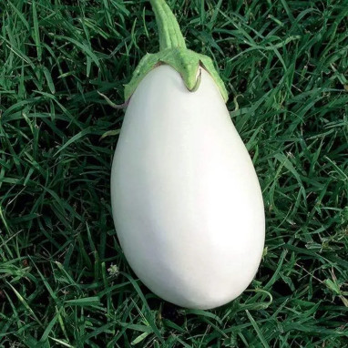 Aubergine 'Clara' blanche - Solanum | Achat direct au producteur