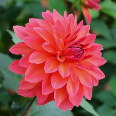 Dahlia décoratif nain 'Maia' - Dahlia | Achat direct au producteur
