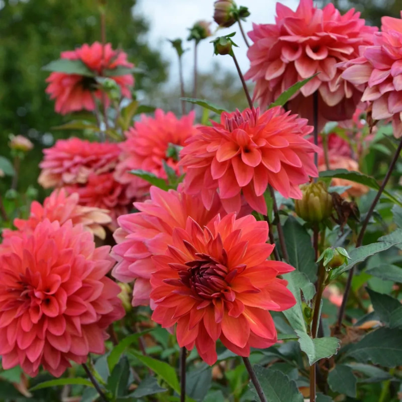 Dahlia décoratif nain 'Maia' - Dahlia | Achat direct au producteur