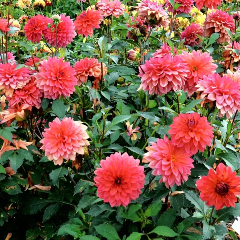 Dahlia décoratif nain 'Maia' - Dahlia | Achat direct au producteur