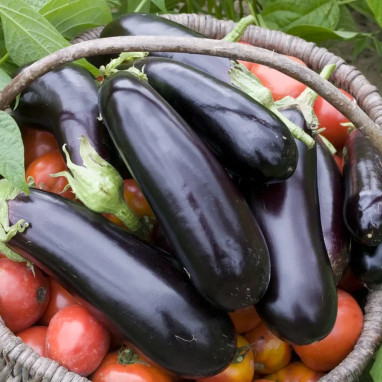 Aubergine greffée 'Sultane' - Solanum | Achat direct au producteur