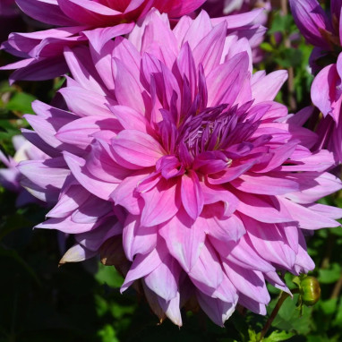 Dahlia 'Mainau Romance' - Dahlia décoratif nain | Achat direct au producteur