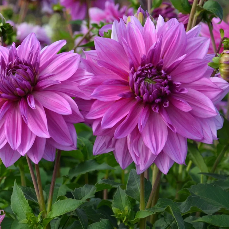 Dahlia 'Mainau Romance' - Dahlia décoratif nain | Achat direct au producteur