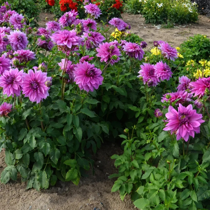 Dahlia 'Mainau Romance' - Dahlia décoratif nain | Achat direct au producteur