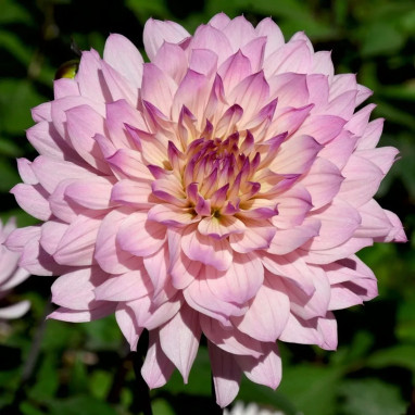 Dahlia décoratif nain 'Le Thoureil' - Dahlia | Achat producteur