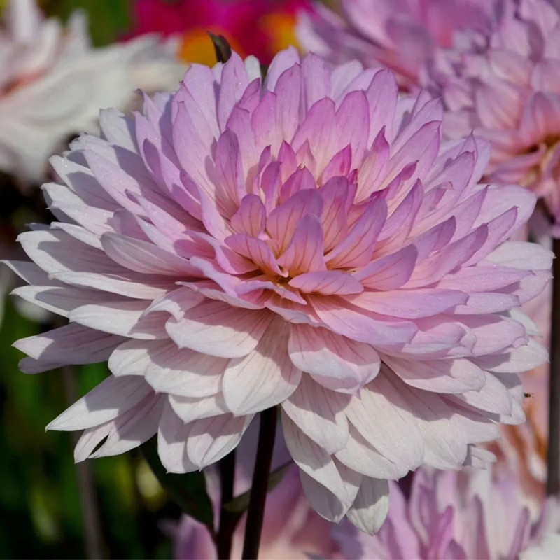 Dahlia décoratif nain 'Le Thoureil' - Dahlia | Achat producteur