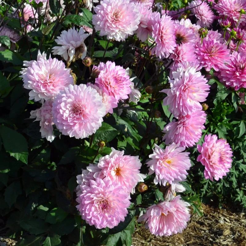 Dahlia décoratif nain 'Le Thoureil' - Dahlia | Achat producteur