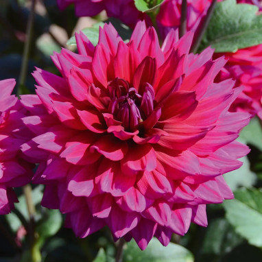 Dahlia Décoratif Nain 'Nogent' - Dahlia | Achat direct au producteur