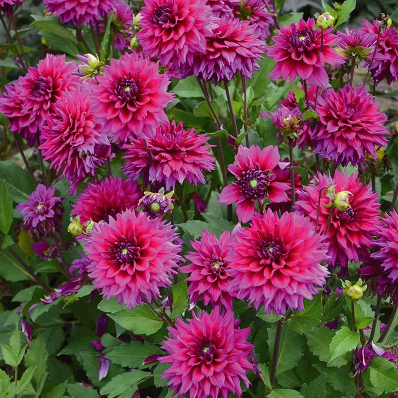 Dahlia Décoratif Nain 'Nogent' - Dahlia | Achat direct au producteur