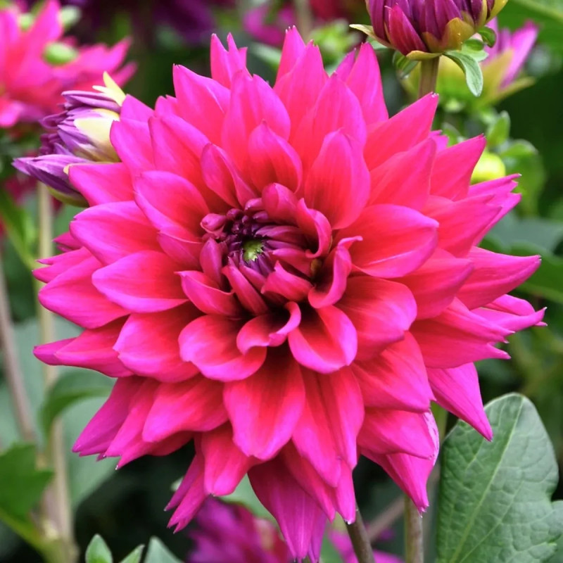 Dahlia Décoratif Nain 'Nogent' - Dahlia | Achat direct au producteur