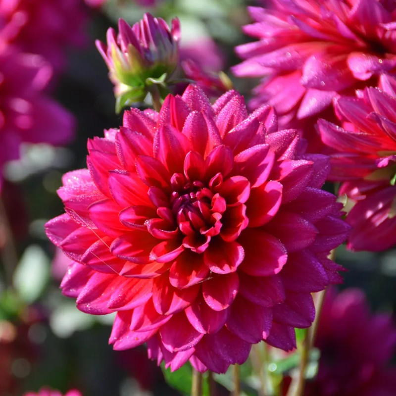 Dahlia Décoratif Nain 'Nogent' - Dahlia | Achat direct au producteur