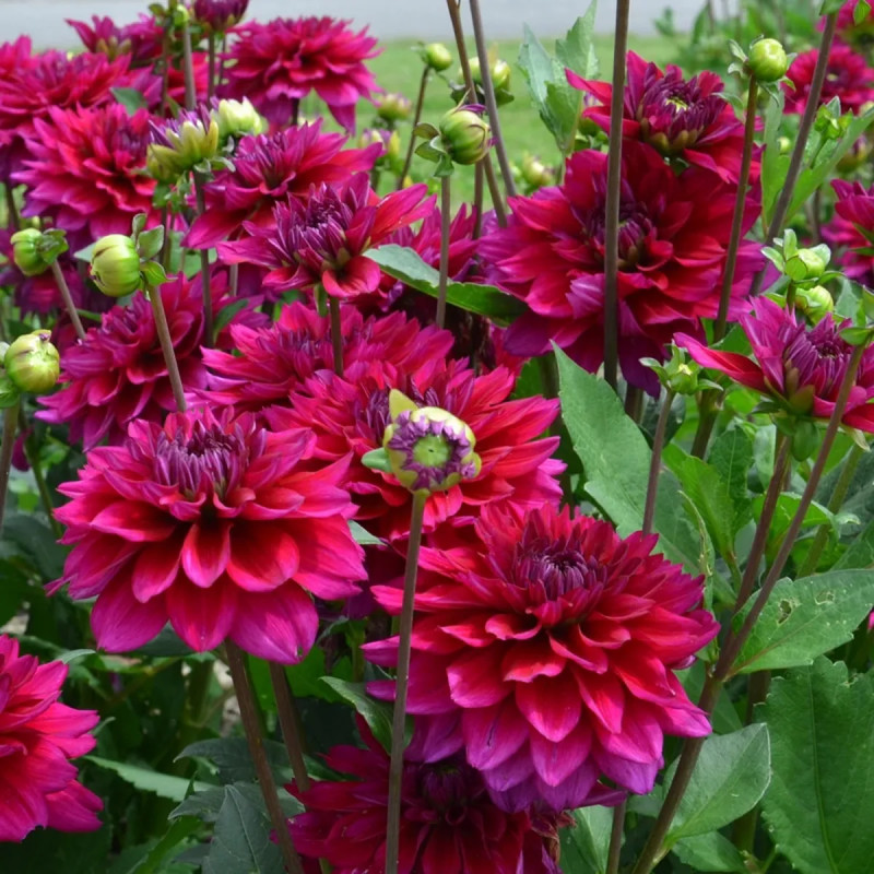 Dahlia Décoratif Nain 'Nogent' - Dahlia | Achat direct au producteur