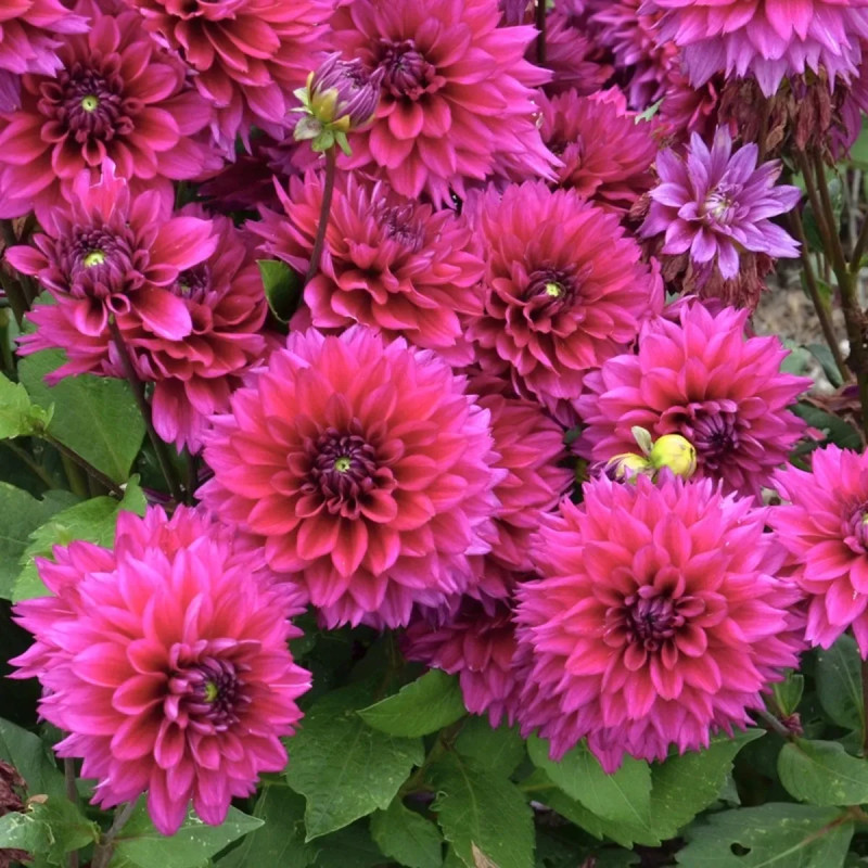 Dahlia Décoratif Nain 'Nogent' - Dahlia | Achat direct au producteur