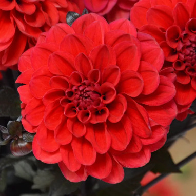 Dahlia 'Septembre à Paris' - Dahlia | Achat direct au producteur