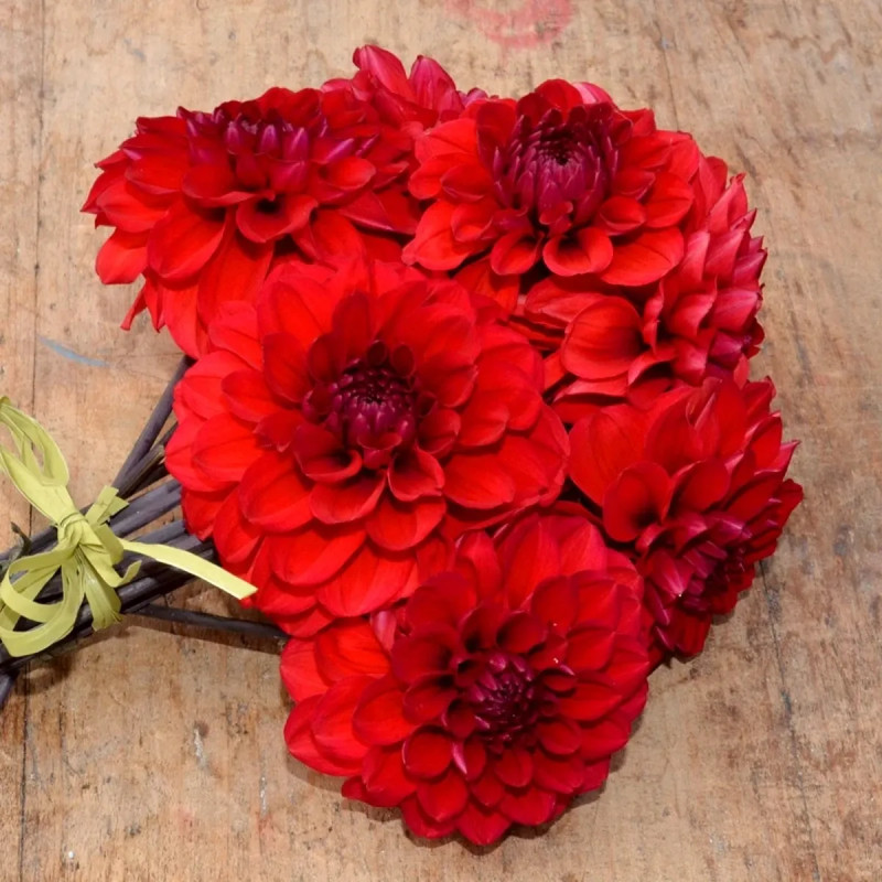 Dahlia 'Septembre à Paris' - Dahlia | Achat direct au producteur