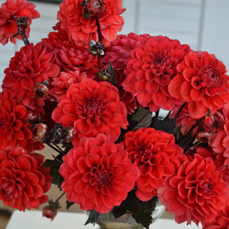 Dahlia 'Septembre à Paris' - Dahlia | Achat direct au producteur