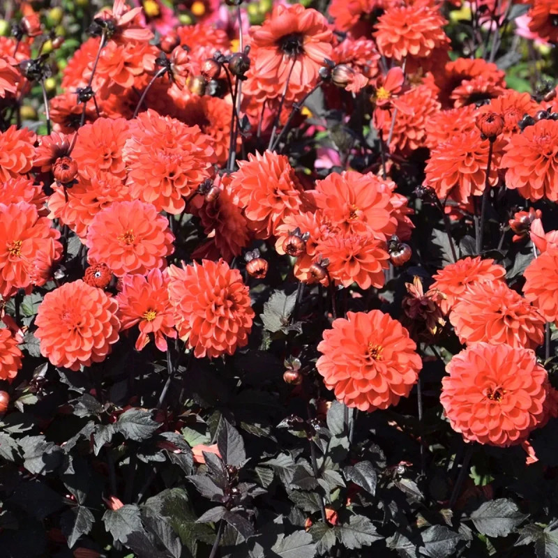 Dahlia 'Septembre à Paris' - Dahlia | Achat direct au producteur