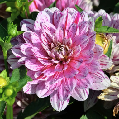 Dahlia décoratif nain 'Soprano' - Dahlia | Achat direct au producteur