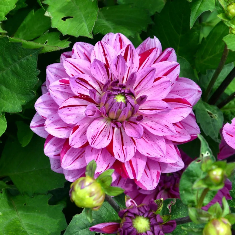 Dahlia décoratif nain 'Soprano' - Dahlia | Achat direct au producteur