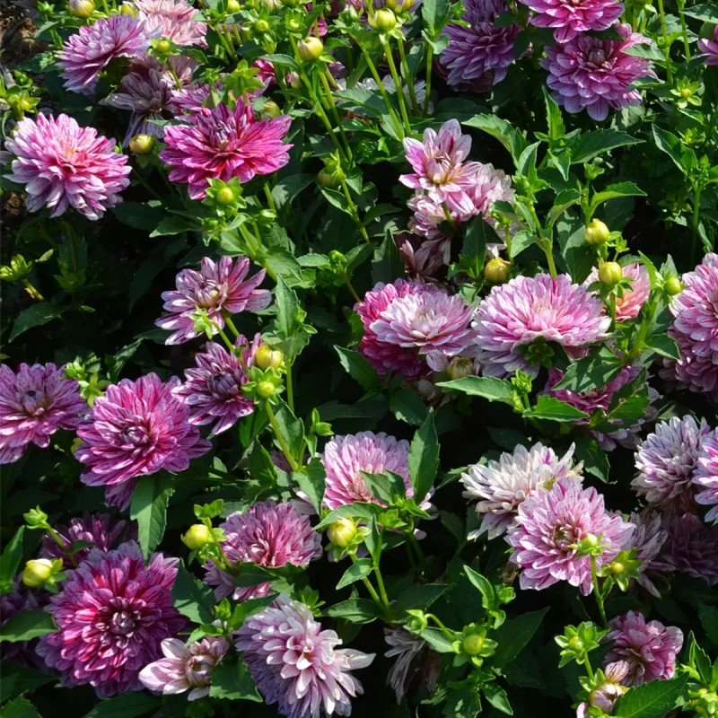 Dahlia décoratif nain 'Soprano' - Dahlia | Achat direct au producteur