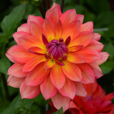 Dahlia décoratif nain Tricolor | Achat direct au producteur