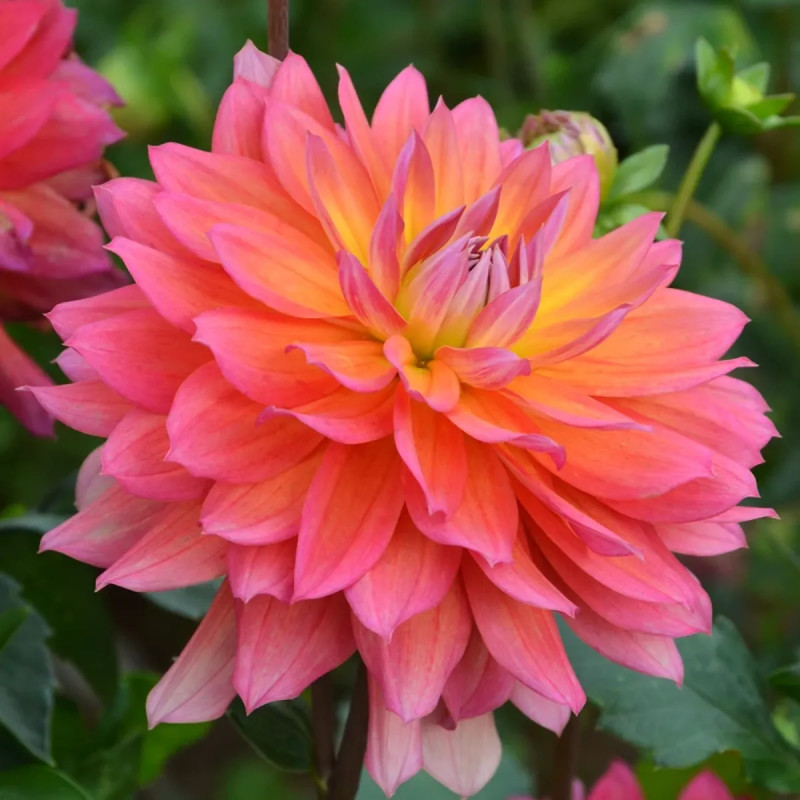 Dahlia décoratif nain Tricolor | Achat direct au producteur