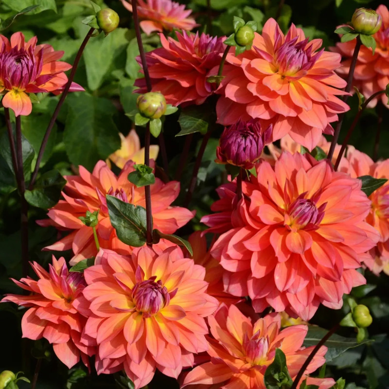 Dahlia décoratif nain Tricolor | Achat direct au producteur