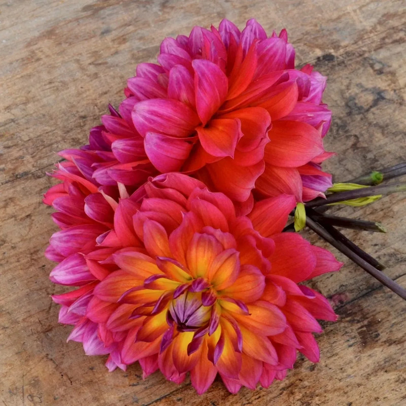 Dahlia décoratif nain Tricolor | Achat direct au producteur
