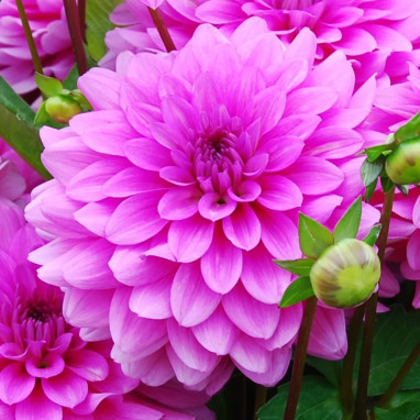 Dahlia Nain Double 'Gai Luron' - Dahlia | Achat direct au producteur