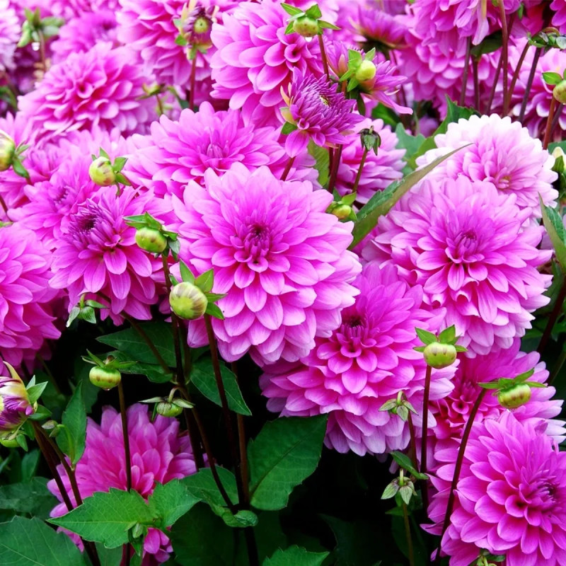 Dahlia Nain Double 'Gai Luron' - Dahlia | Achat direct au producteur
