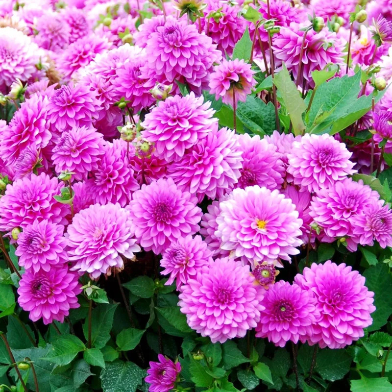 Dahlia Nain Double 'Gai Luron' - Dahlia | Achat direct au producteur