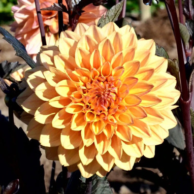 Dahlia décoratif nain 'Vendée Globe' - Dahlia | Achat producteur