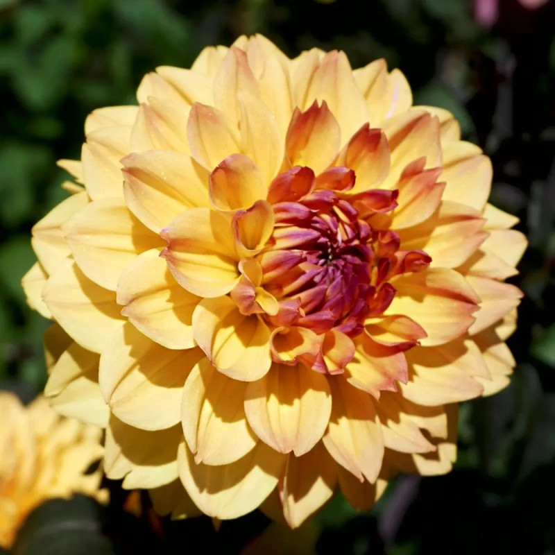 Dahlia décoratif nain 'Vendée Globe' - Dahlia | Achat producteur