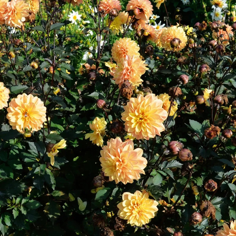 Dahlia décoratif nain 'Vendée Globe' - Dahlia | Achat producteur
