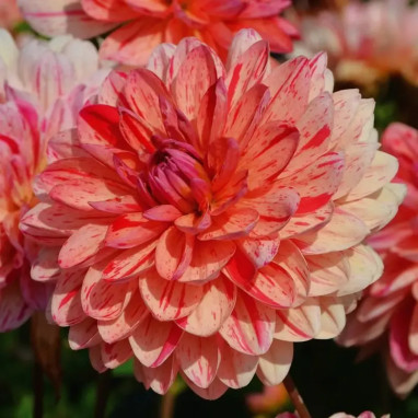 Dahlia décoratif nain 'Zanzibar' - Dahlia | Achat direct au producteur