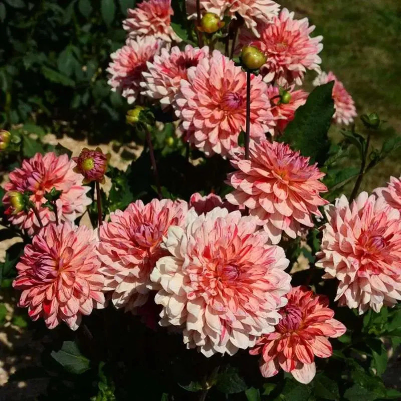 Dahlia décoratif nain 'Zanzibar' - Dahlia | Achat direct au producteur