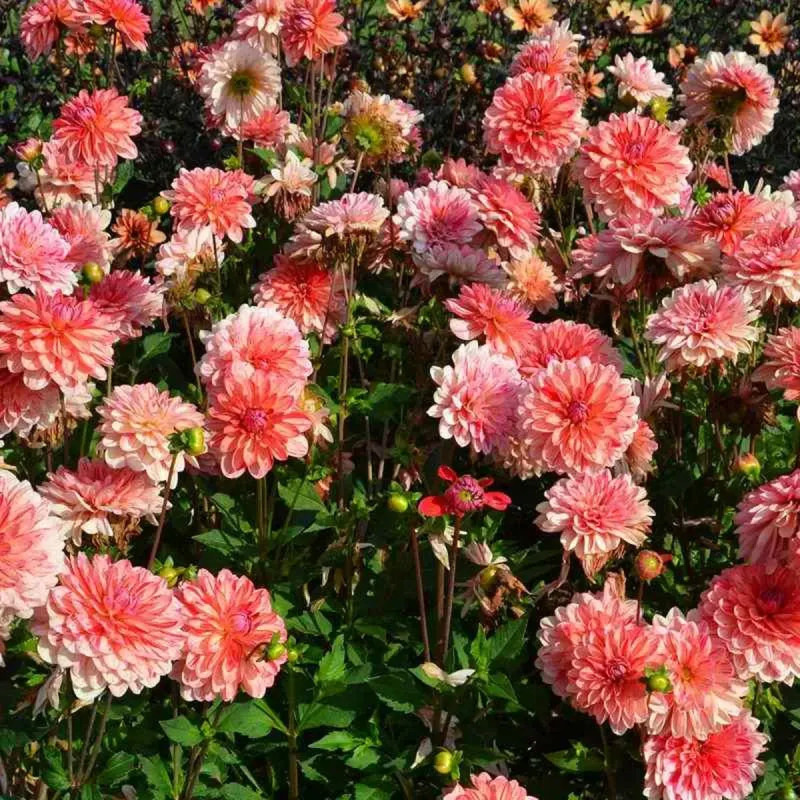 Dahlia décoratif nain 'Zanzibar' - Dahlia | Achat direct au producteur