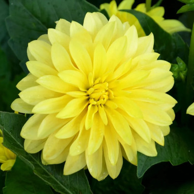 Dahlia nain double Gallery Cézanne - Dahlia | Achat direct au producteur