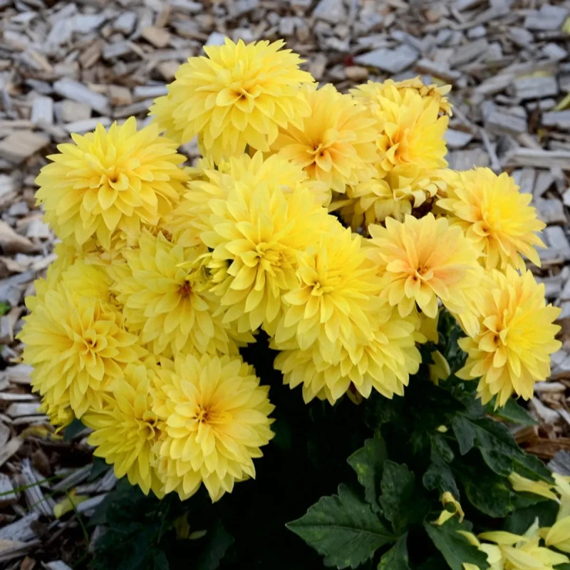 Dahlia nain double Gallery Cézanne - Dahlia | Achat direct au producteur